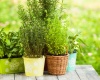 Zielnik w ogrodzie: Aromatyczne zioła na wyciągnięcie ręki