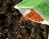 Moc dobrej jakości nasion: Podstawa sukcesu w Twoim ogrodzie